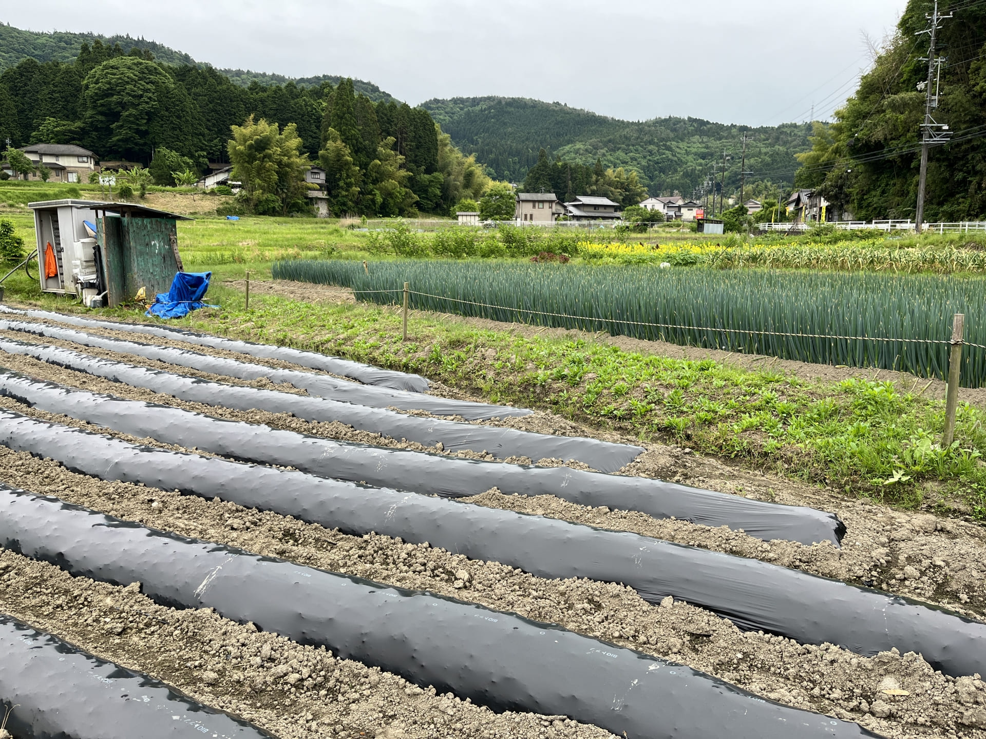 酸性土壌の改良！石灰を使って作物の成長をサポートする方法